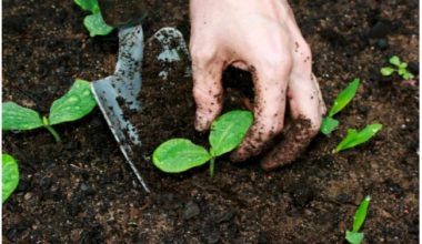 Universities offering soil science in Nigeria